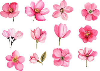 set of pink flowers