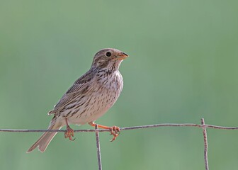 Corn Bunting - Miliaria calandra, Crete, Greece