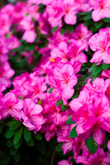 Vibrant pink azalea flowers blooming in a lush garden during springtime