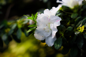 Beautiful white azalea flower surrounded by green leaves in a garden during spring