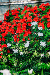Vibrant display of red and white azaleas in a greenhouse setting during daylight hours