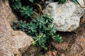 Succulent plants growing among rocks in a natural setting during daylight hours
