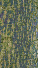 Beautiful close-up of the bark of acer oliverianum