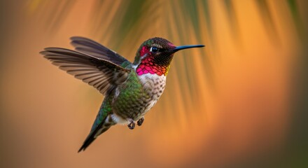 Fototapeta premium Hummingbird Flying with Colorful Plumage and Blurred Background for Nature Photography