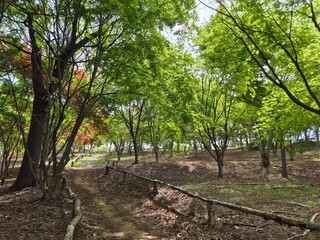 봄이 오는 정원의 풍경