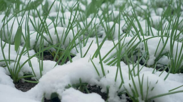 Onion shoots pierce snow in early season. Disrupted cycles affect soil activity and root strength. Farmers respond to rising risk with revised planting decisions