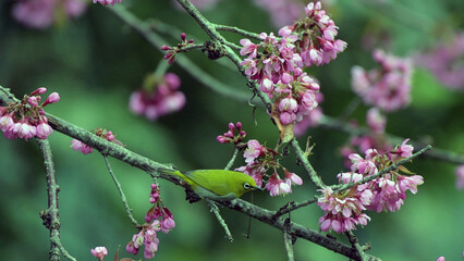 Colorful Bird Among Pink Cherry Blossoms in Spring Nature