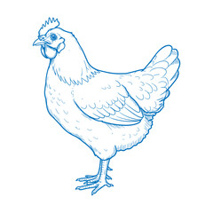 Detailed vintage chicken illustration with hand drawn feathers perfect for country farmhouse designs rural artwork organic farm branding and traditional homestead decor

