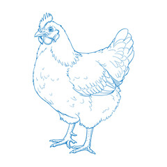 Vintage farm chicken illustration with intricate hand drawn details perfect for rustic farmhouse art country home decor organic farm branding and agricultural designs

