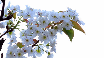 White Spring Blossoms Blooming on Tree Branch