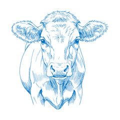 Vintage Rustic Hand Drawn Cow Illustration Featuring Detailed Farm Animal Art Black and White Cattle Drawing