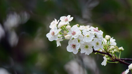White Spring Blossoms Blooming on Tree Branch