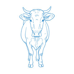 Highly Detailed Hand Drawn Cow Illustration in Vintage Rustic Farmhouse Style Elegant Black and White Livestock Artwork Retro Farm Animal Sketch