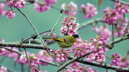 Colorful Bird Among Pink Cherry Blossoms in Spring Nature