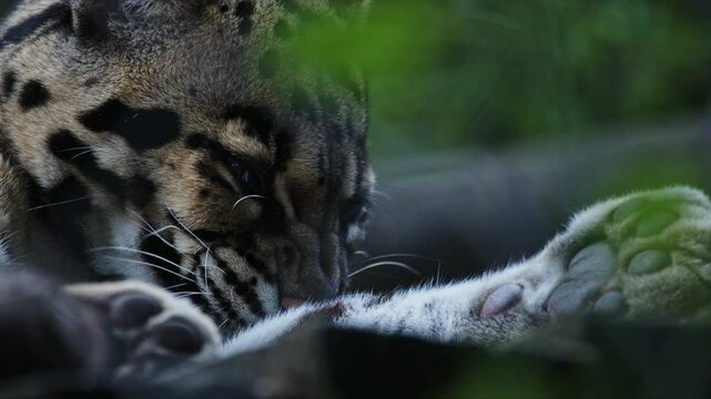 Clouded leopard cleaning its paw in captivity