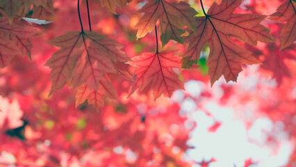 Beautiful Red Maple Leaves in Autumn Light