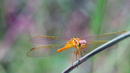 Orange Dragonfly Perched on Grass in Natural Setting