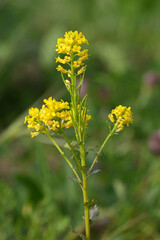 Closeup on the yellow flowering wintercress or rocketcress Barbarea vulgaris in a meadow