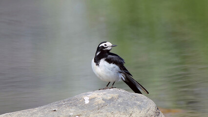 Obraz premium Small black and white bird perched on rock near water, minimal wildlife nature background