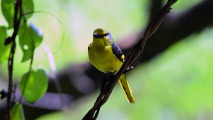 Small wild bird perched on branch, close up wildlife nature background