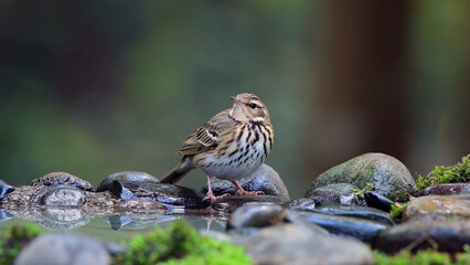 Small wild bird standing on mossy stones in forest, close up wildlife nature background