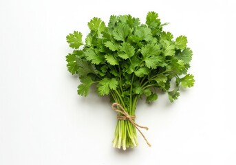 Bunch of fresh cilantro isolated on white background
