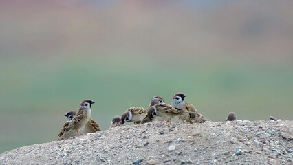 Small birds perched together on thin branches, minimal wildlife nature background