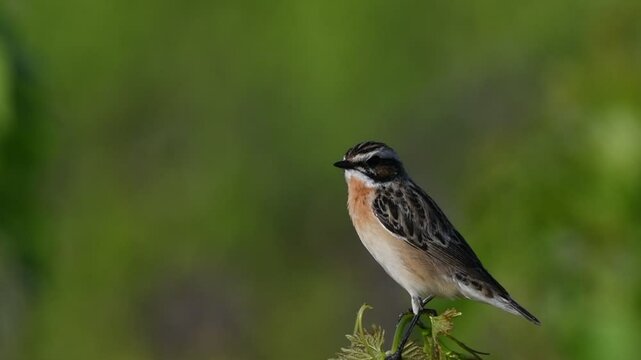 Whinchat - Saxicola rubetra, Crete, Greece 