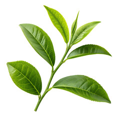 Obraz premium tea leaves nature isolated on transparent background png