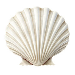 white elegant sea jacobean scallop shel on transparent background png