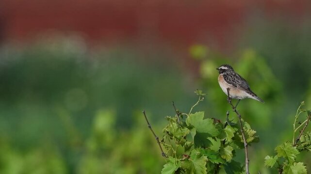 Whinchat - Saxicola rubetra, Crete, Greece 