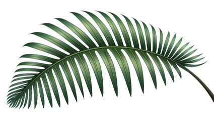 Lush Green Tropical Palm Leaf Isolated on White Background