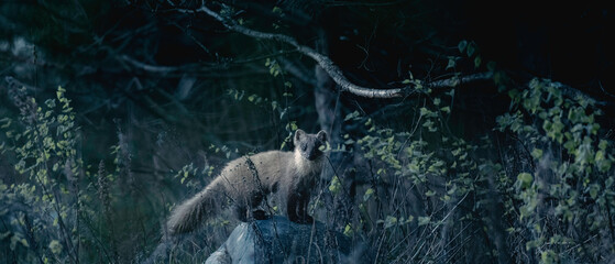 wild marten on the edge of dark forest
