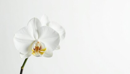 Obraz premium Delicate white orchid blossom on pure white backdrop, elegant, subtle