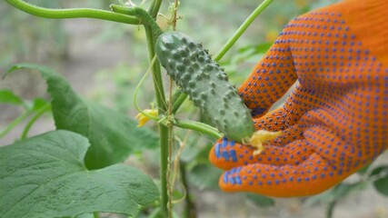 Tender cucumber surrounded by verdant leaves touched by farmer. Ripeness check done before sending vegetables to volunteers contributing to historic town square refurbishment