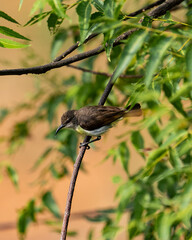 blackbird on a branch