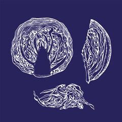 Cabbage sketch outline illustration set. Red cabbage simple doodle drawing in engraving style. Hand drawn vector line art clipart isolated