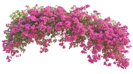 Vibrant Pink Bougainvillea Flower Branch Isolated on White Background