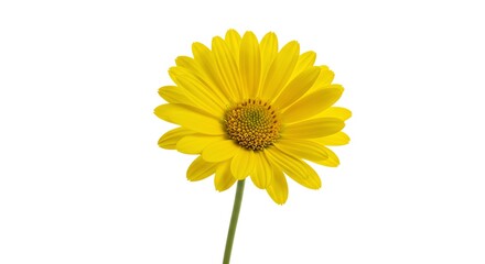 Blooming Yellow Flower Isolated on White Background