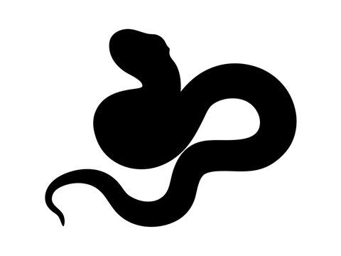 silhouette of a coiled python with its head raised, perfect for wildlife branding, reptile-themed designs, and exotic animal illustrations
