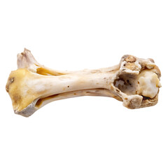 Fototapeta premium dead sea shell