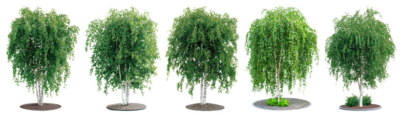 PNG Lush green birch trees aligned, element set on transparent background