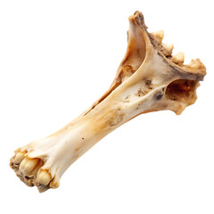 Naklejka premium sea shell isolated on white