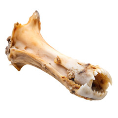 Fototapeta premium dead skull isolated on white