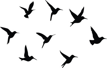 Fototapeta premium Humming birds flying in open air 