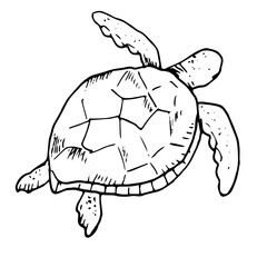 Sea turtle of the tropical seas, black and white ink sketch. Vector illustration. A large, air-breathing reptile with a shell, isolated on a white background. For marine-style decor