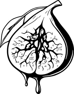 black and white fig fruit dripping clip art preview