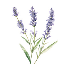 Obraz premium A beautiful lavender plant with delicate purple flowers and green leaves.