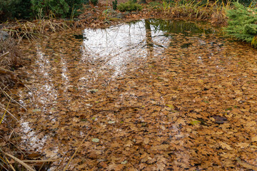Serene pond covered with autumn leaves, reflecting tranquil beauty of nature in fall. Water's surface mirrors the surrounding trees, creating peaceful and picturesque scene.