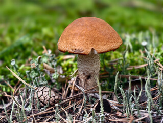 Red-capped Aspen scaber stalk mushroom or aspen bolete Leccinum aurantiacum growing in forest.
